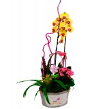 Cesta de orquídeas. Mod. 1