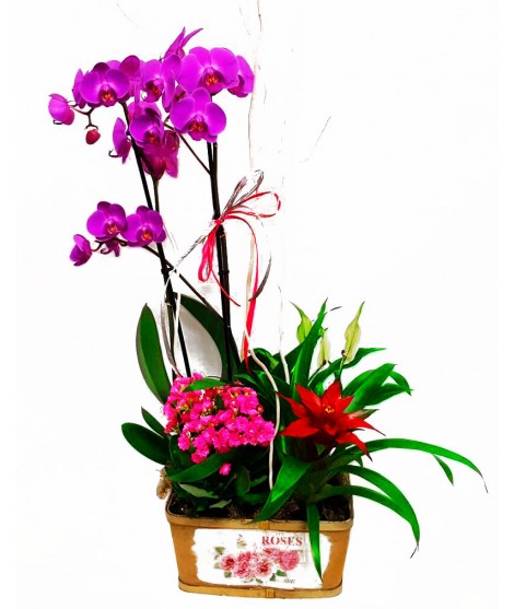 Cesta de orquídeas. Mod. 2
