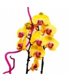 Cesta de orquídeas. Mod. 1