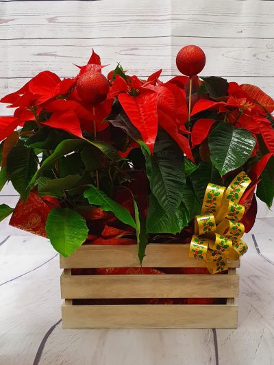 Composición dos flores de pascua (Poinsetia)