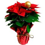 Poinsetia Decorada