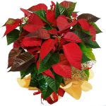 Poinsetia Decorada