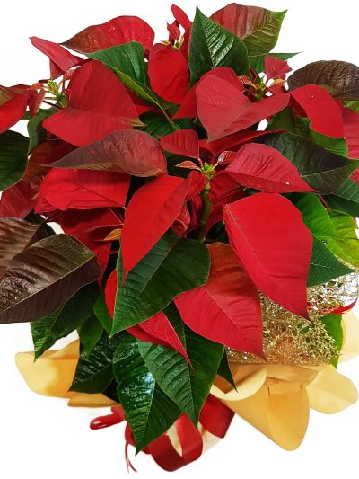 Poinsetia Decorada