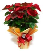Poinsetia Decorada