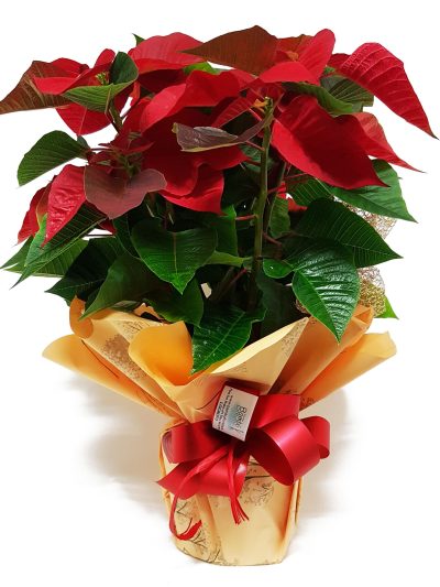 Poinsetia Decorada