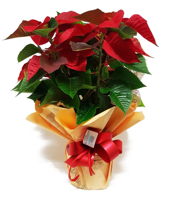 Poinsetia Decorada