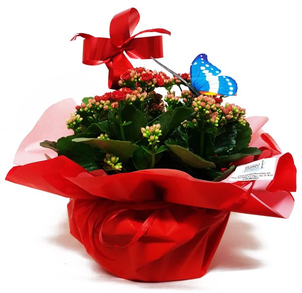 KALANCHOE (CALANDIVA)