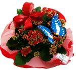 KALANCHOE (CALANDIVA)