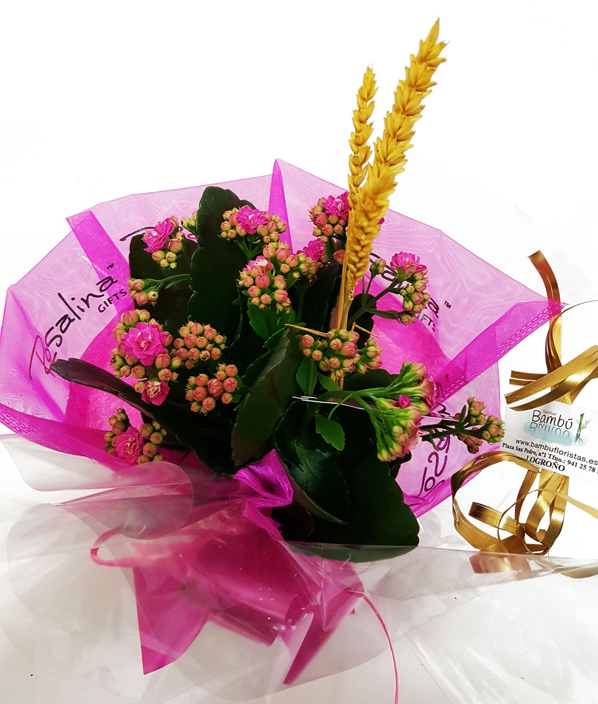 KALANCHOE (CALANDIVA), MACETA 12 CM.