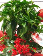 ARDISIA