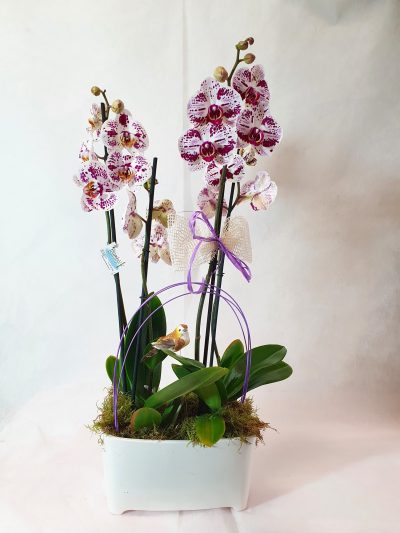 COMPOSICION DOS ORQUIDEAS CON BASE CERAMICA